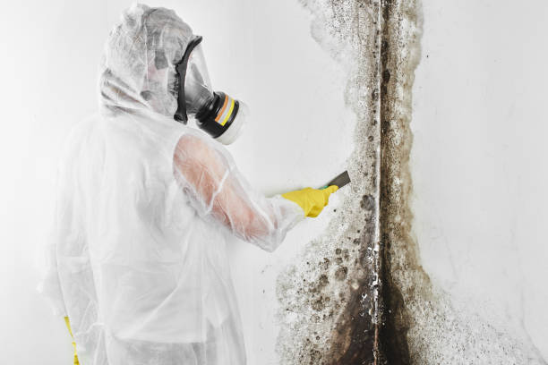 Best Water Damage Restoration  in Mcmechen, WV