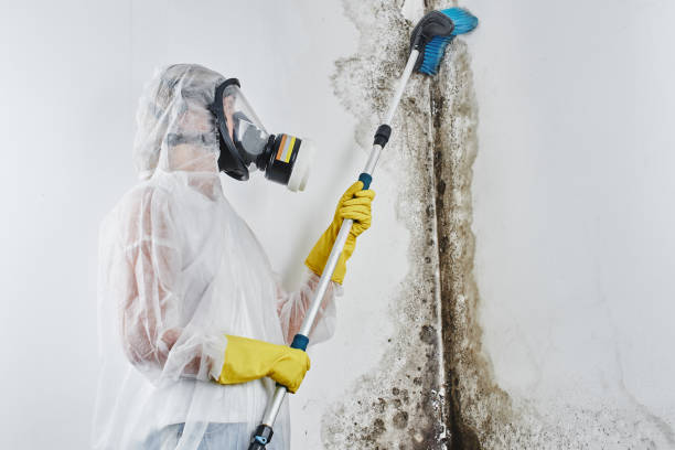 Best Mold Cleaning Services  in Mcmechen, WV