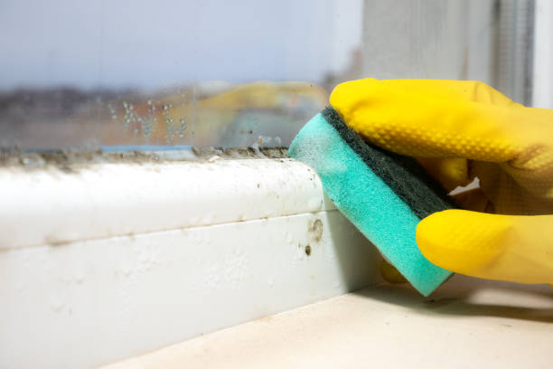 Best Mold Inspection  in Mcmechen, WV